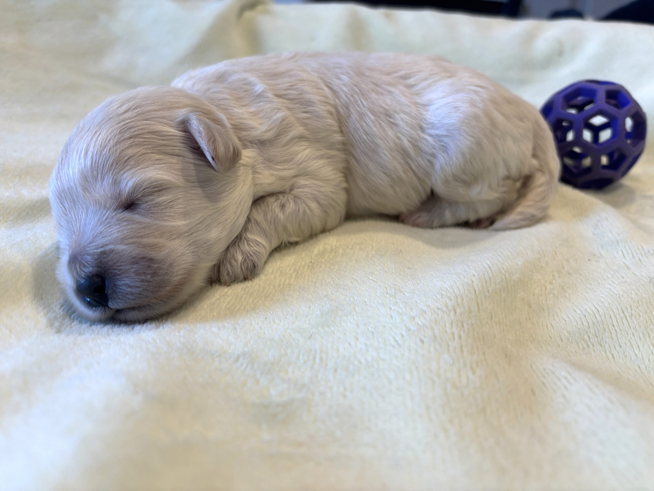 WILMA – Bichon Mix $1800