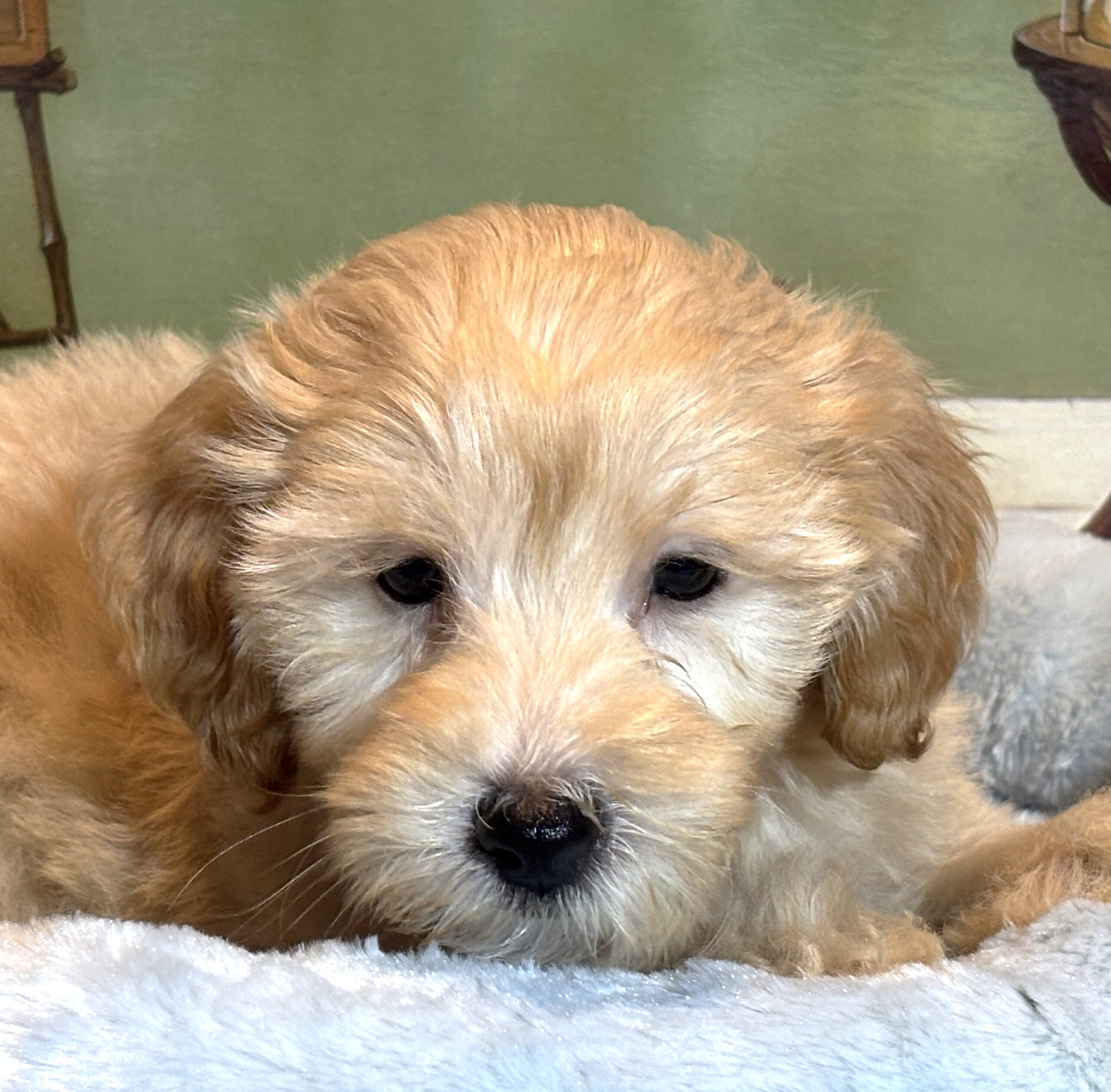 APOLLO – Miniature Schnoodle $2500