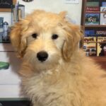 APOLLO – Miniature Schnoodle $2300