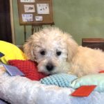 ATLAS – Miniature Schnoodle $2500