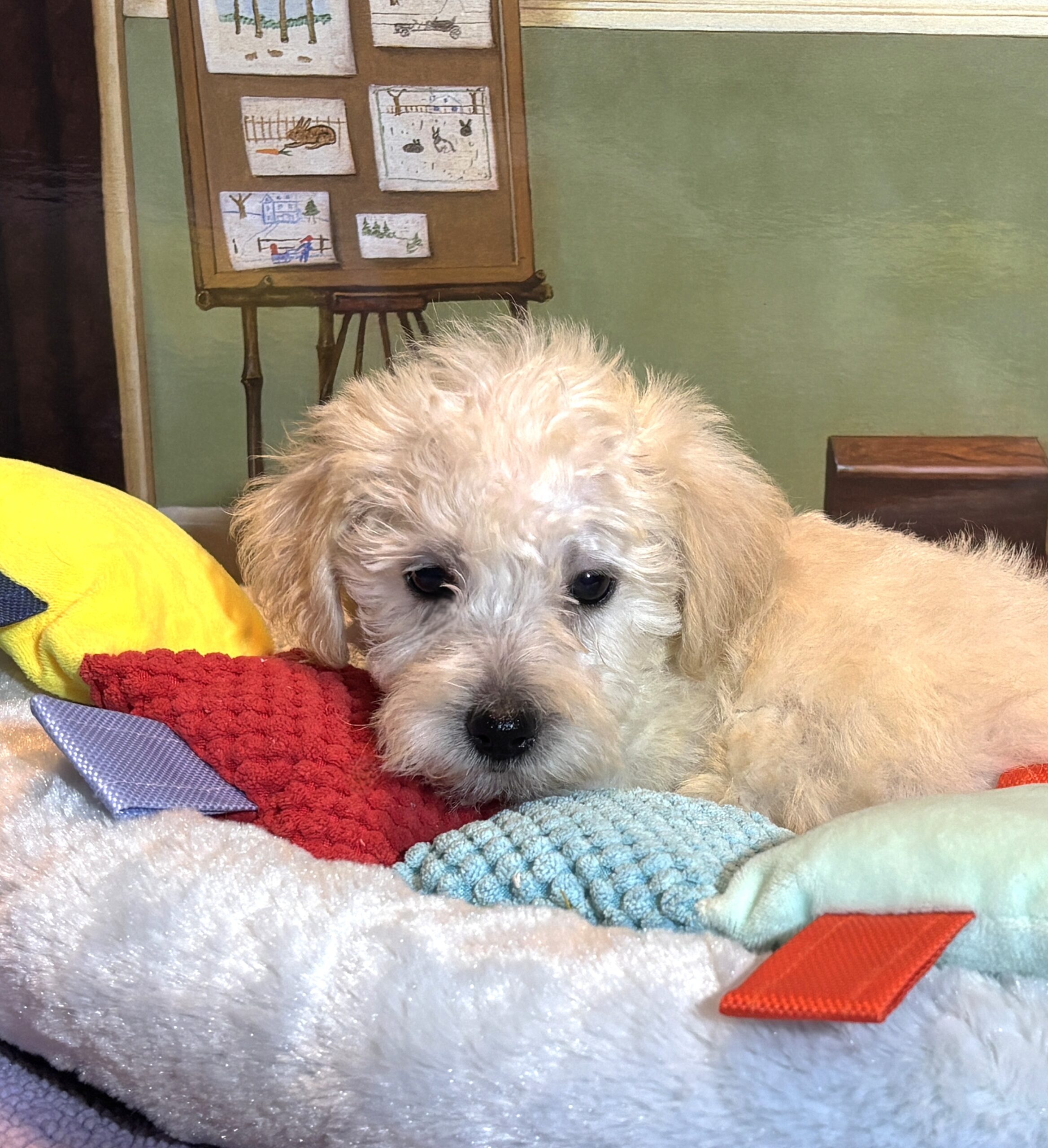 ATLAS – Miniature Schnoodle $2500