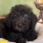 CERUS – Miniature Schnoodle $1800