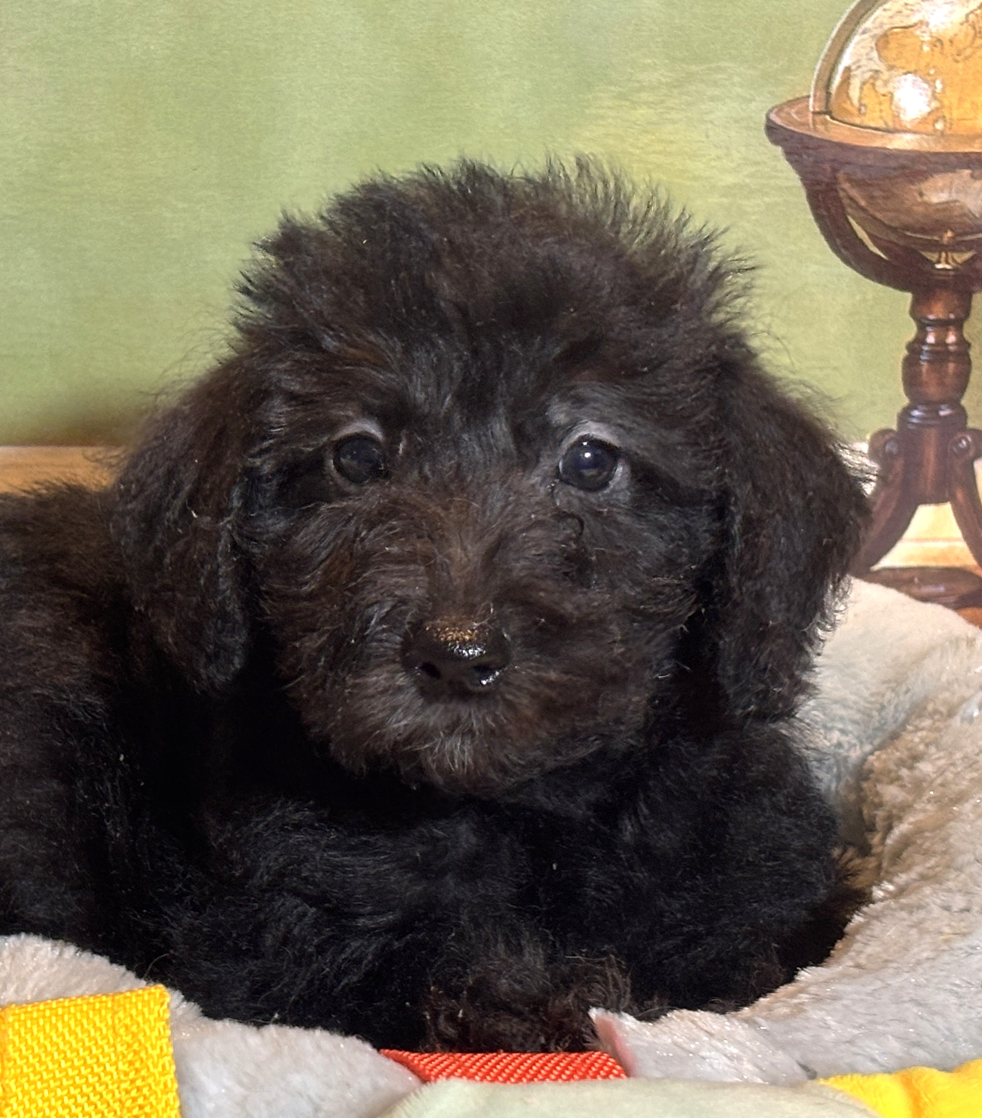 CERUS – Miniature Schnoodle $1800