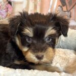 DUKE – Schnoodle $2500