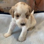 ELROY – Schnoodle $2300
