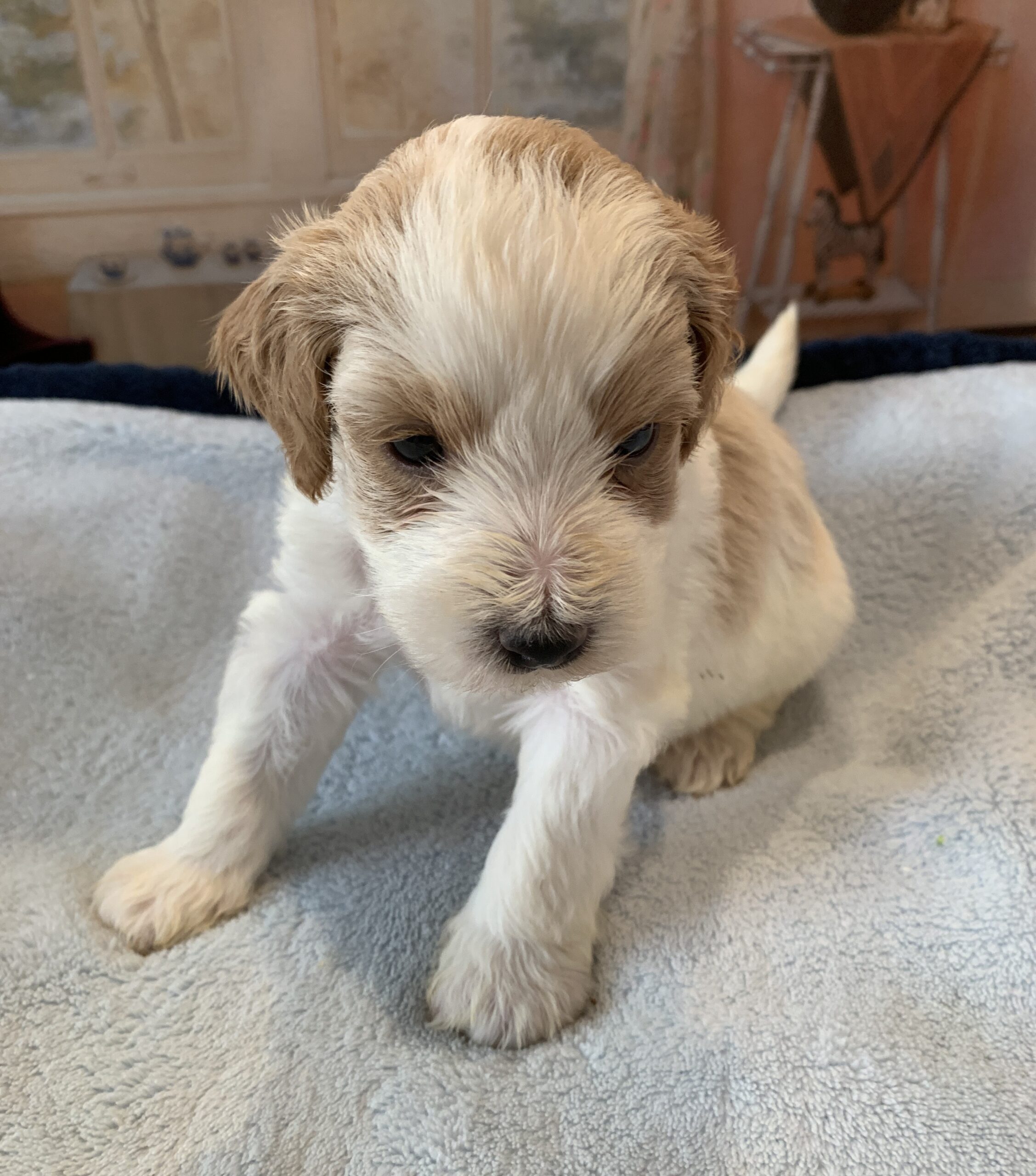 ELROY – Schnoodle $2300
