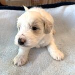 GEORGE – Schnoodle  $2300