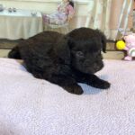 HEIDI – Schnoodle $2300