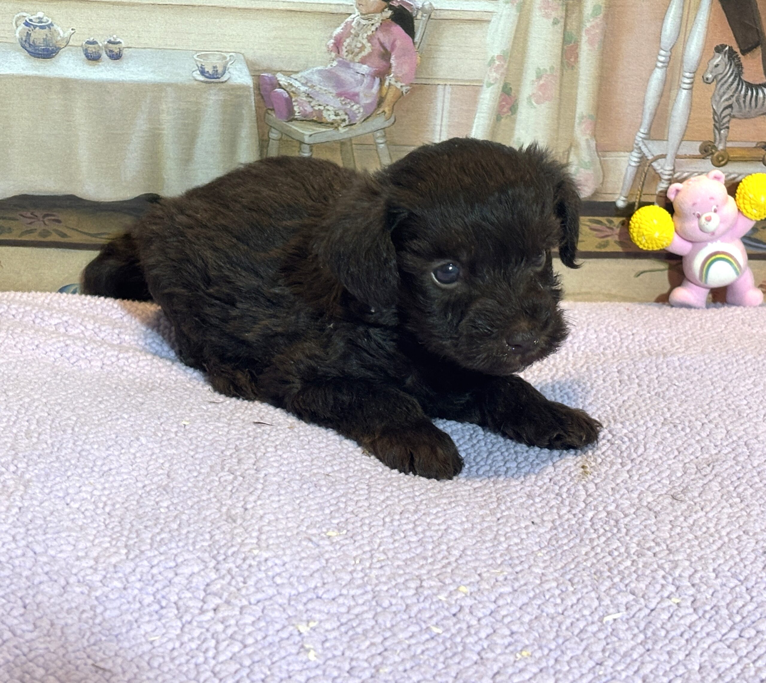 HEIDI – Schnoodle $2300