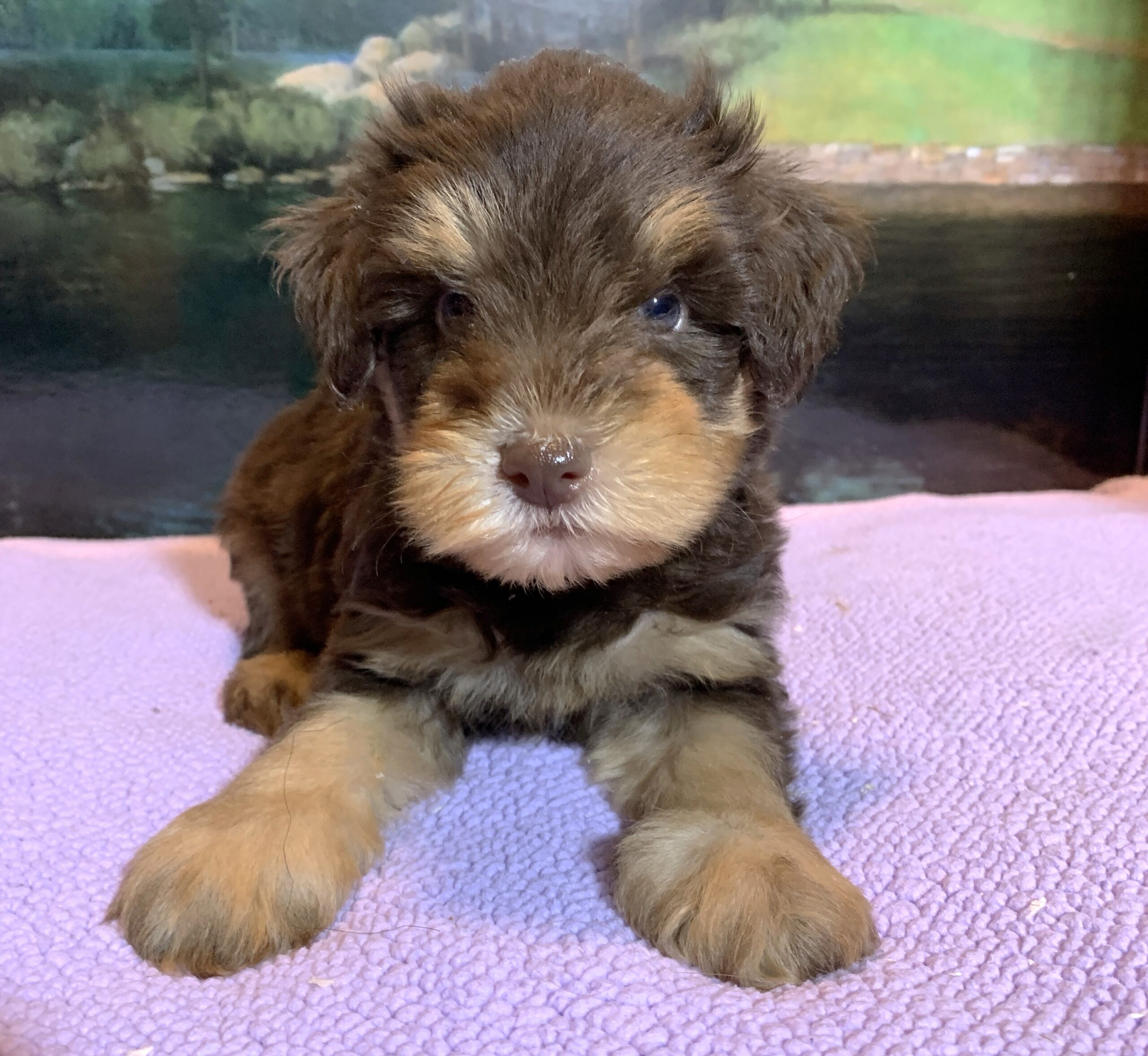 JASPER – Schnoodle $2500