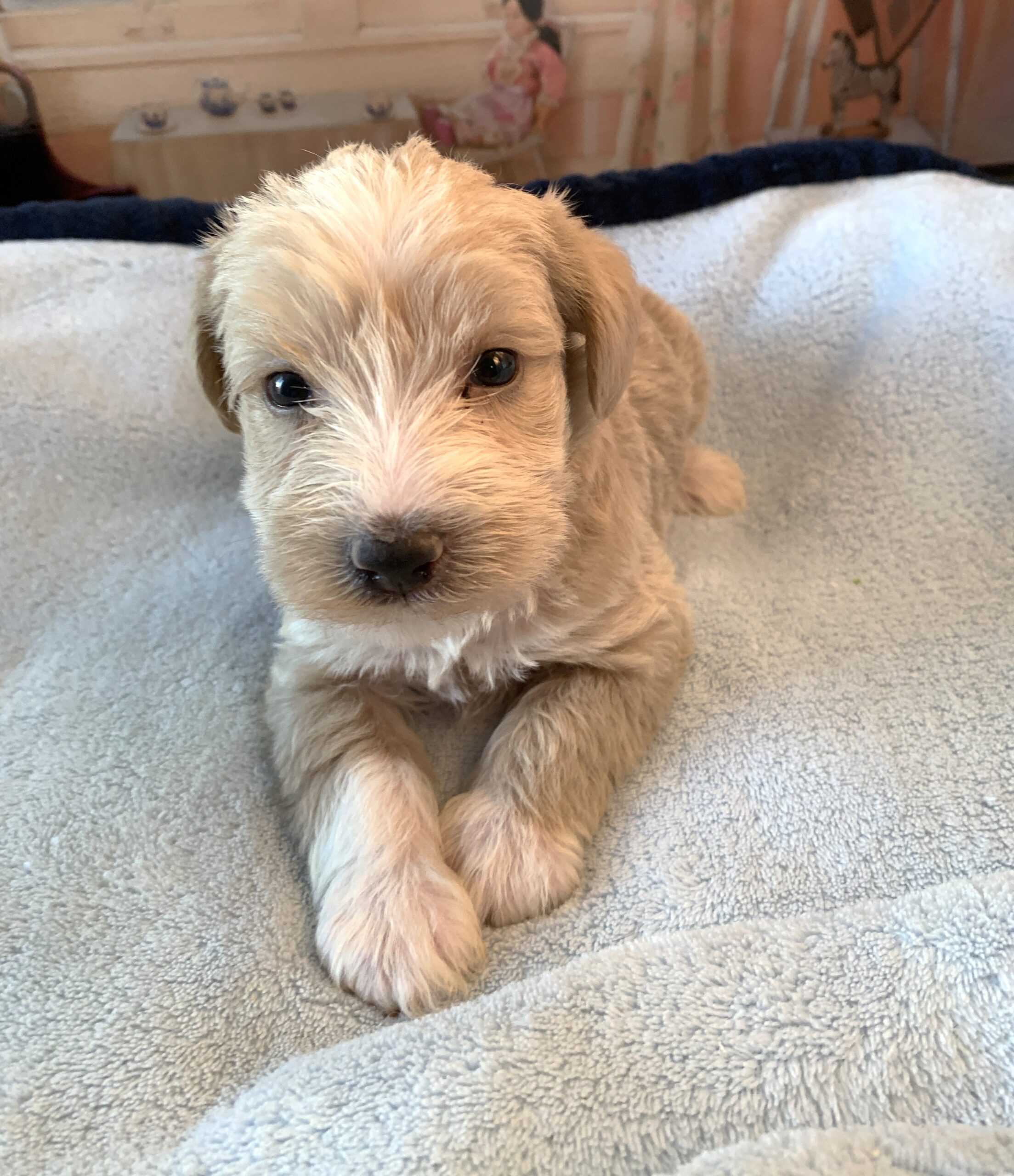 JETSON – Schnoodle $2500