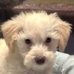 PAN – Miniature Schnoodle $2300