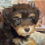 PONGO – Schnoodle $2500