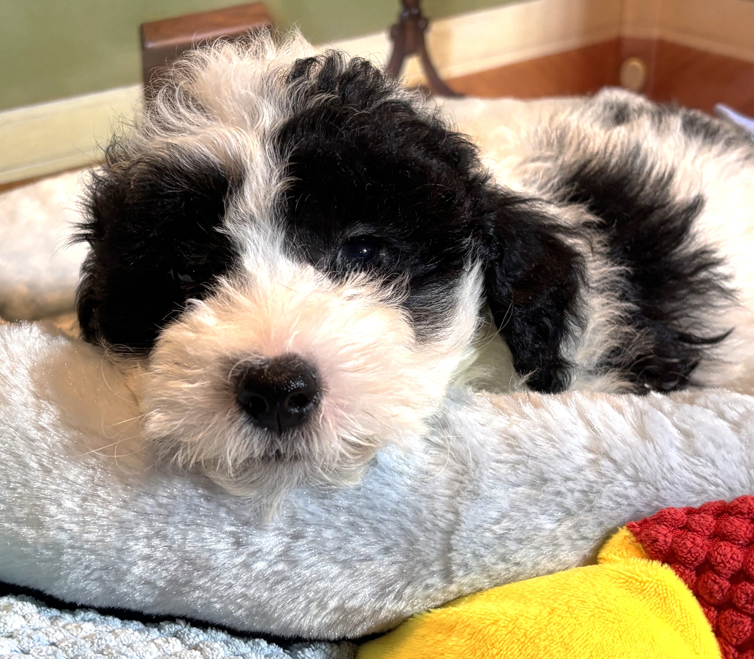 TRITON – Miniature Schnoodle $2300