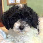ZEUS – Miniature Schnoodle $2300