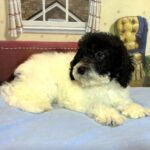 ZEUS – Miniature Schnoodle $2000