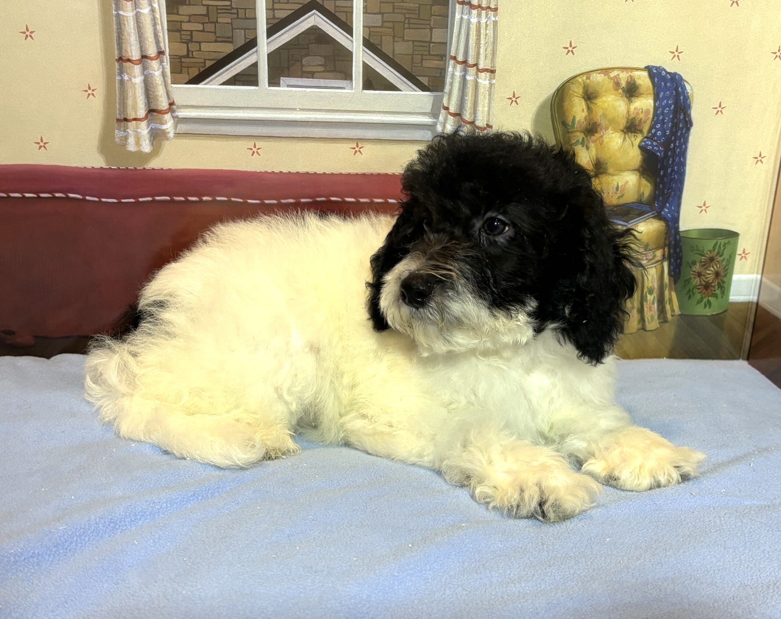ZEUS – Miniature Schnoodle $2000