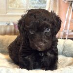 ARISTOTLE – Schnoodle $2300