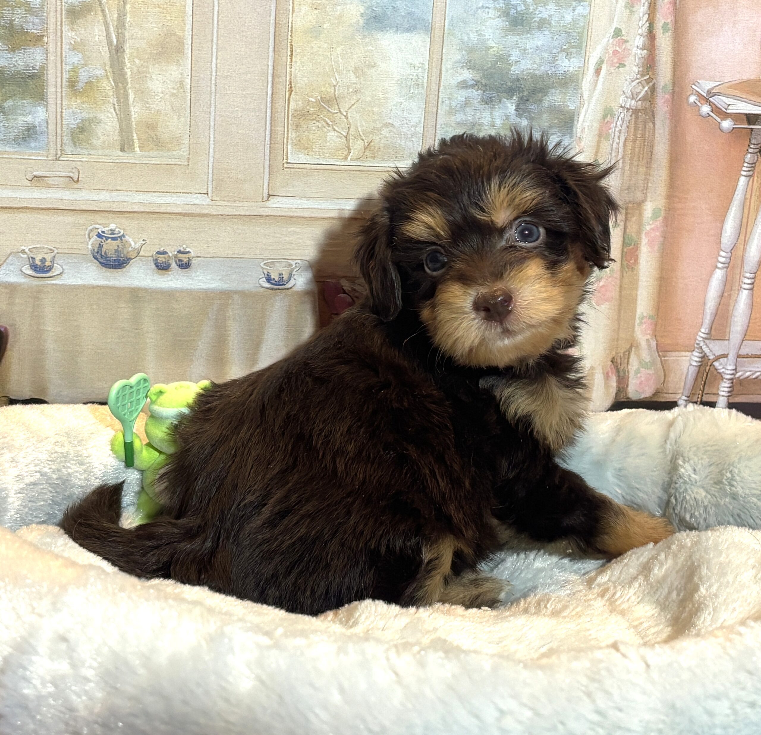 DARWIN – Schnoodle $2500