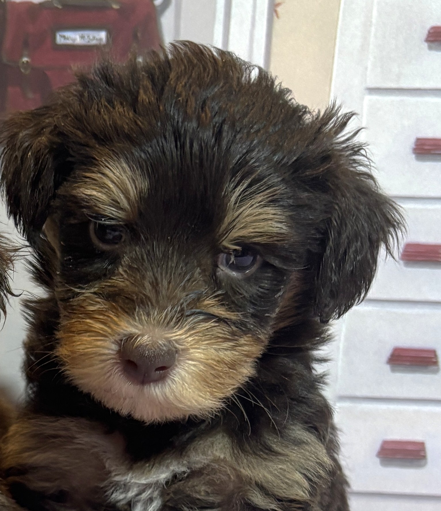 DUCHESS – Schnoodle  $2500