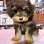 DUCHESS – Schnoodle  $2300