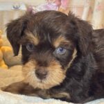 EINSTEIN – Schnoodle $2500