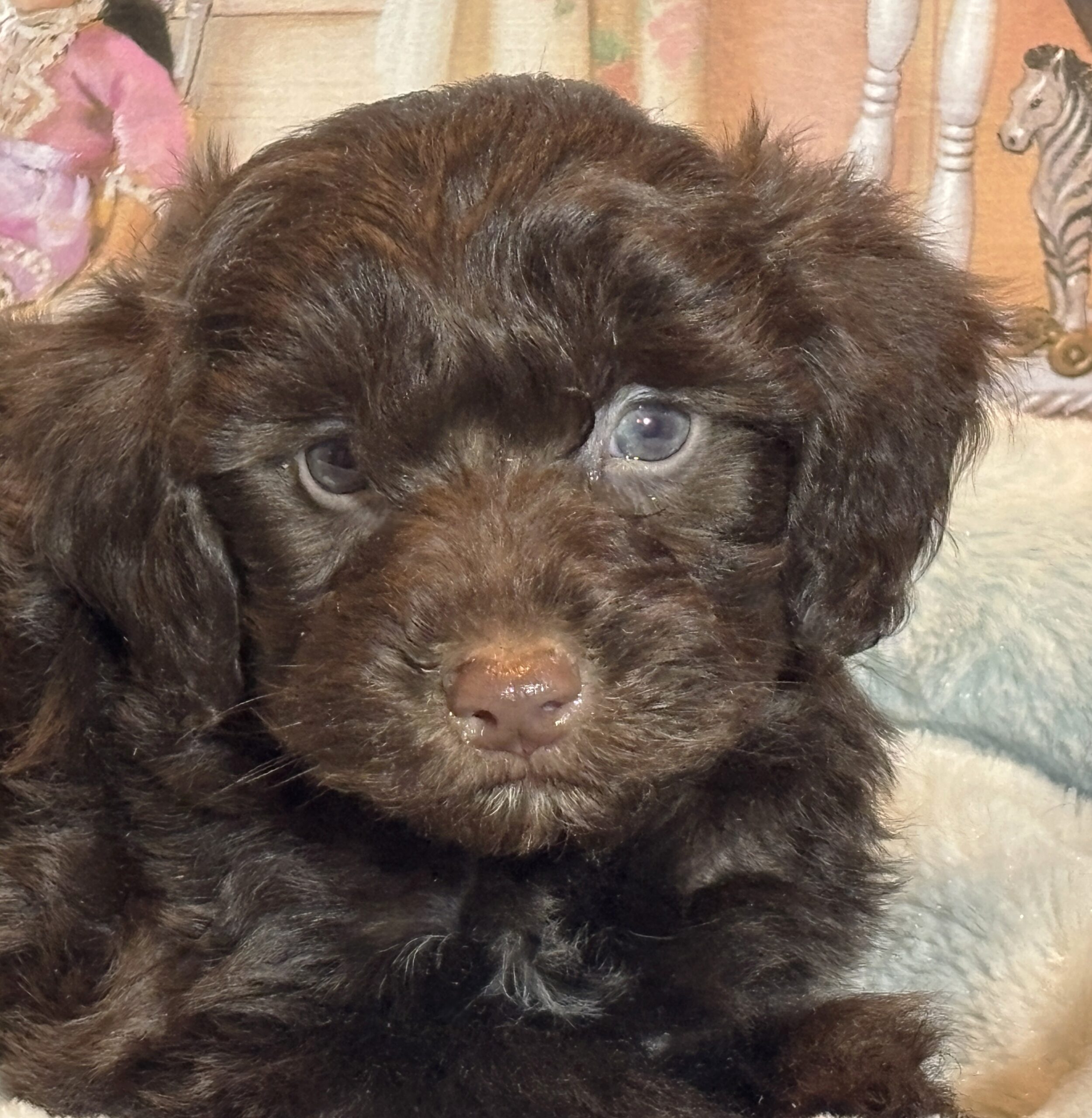 LEONARDO – Schnoodle $2300