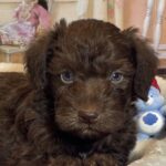 NIKOLA – Schnoodle $2300