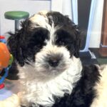 MURPHY – Schnoodle $2300