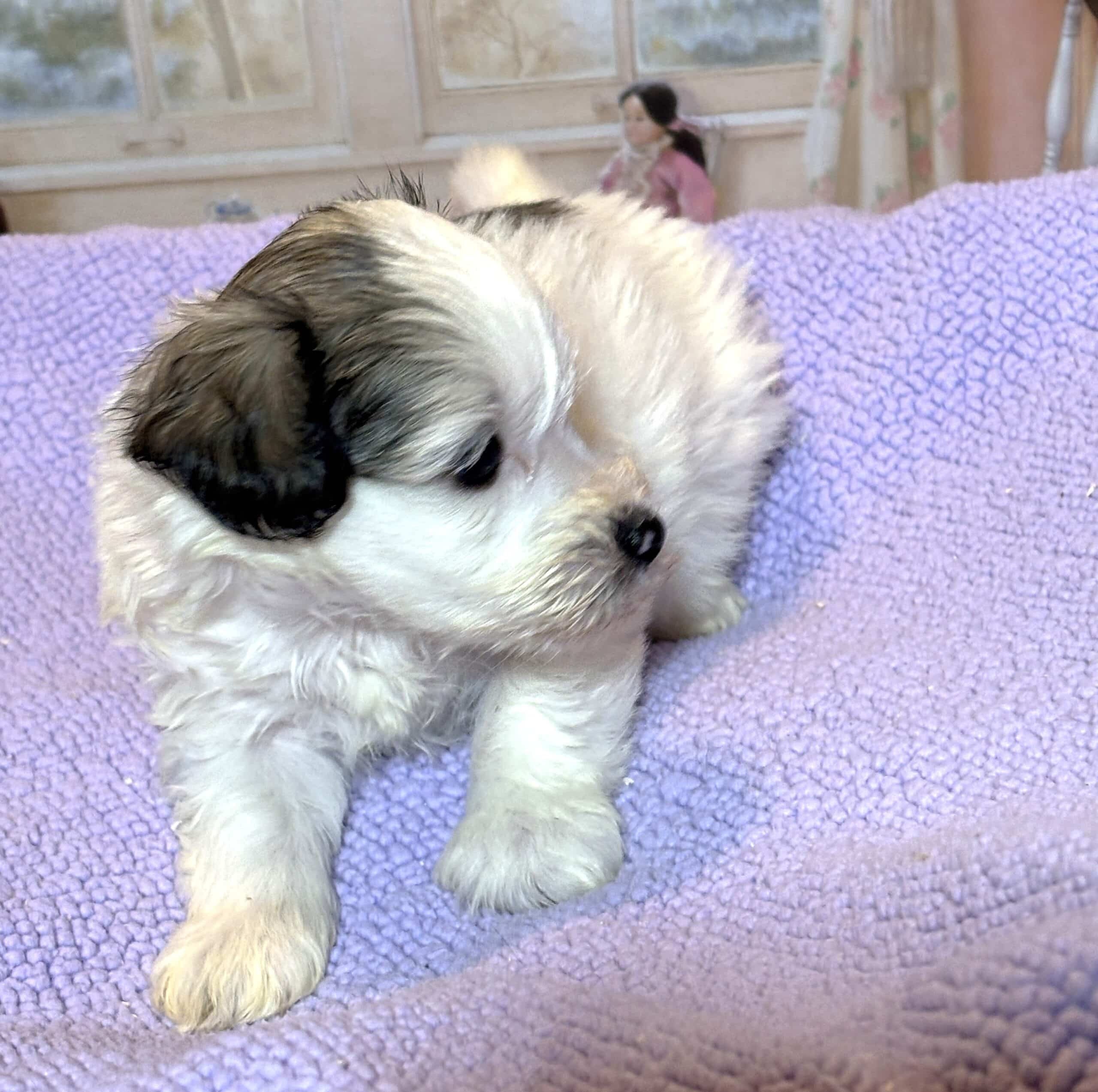 BAILEY – Chonzer (Bichon / Schnauzer Mix)