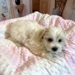 CRYSTAL – Chonzer (Bichon / Schnauzer Mix)