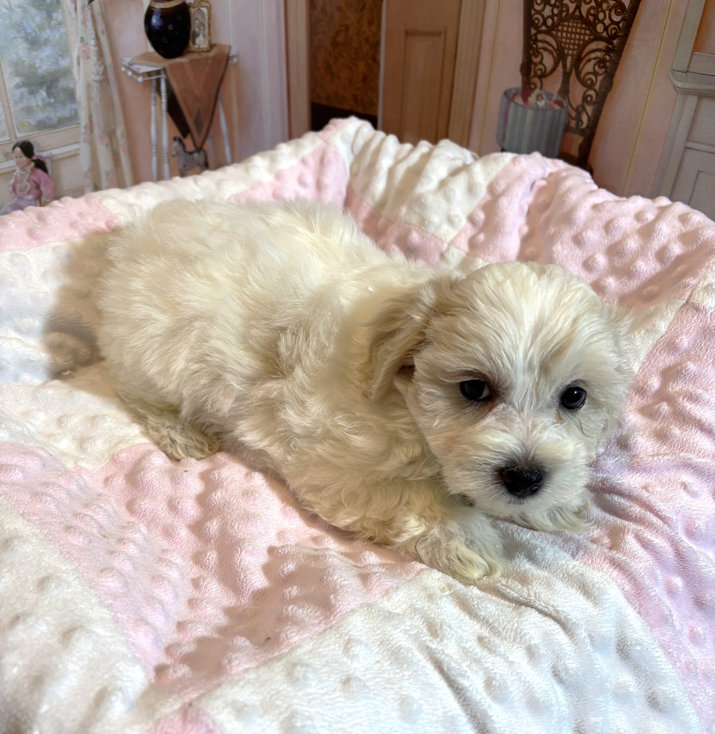 CRYSTAL – Chonzer (Bichon / Schnauzer Mix)