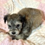 DAISY – Chonzer (Bichon / Schnauzer Mix)