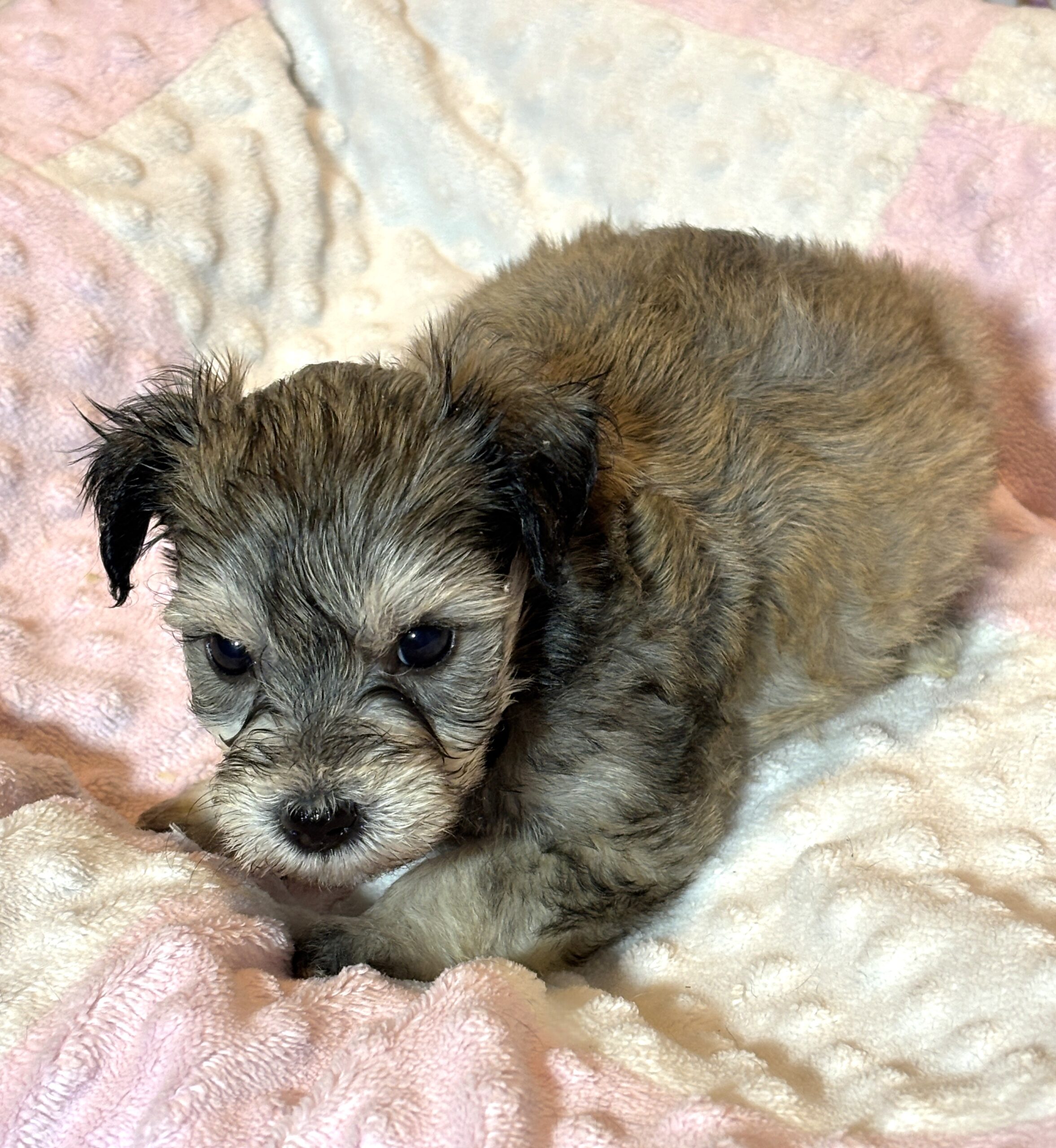 DAISY – Chonzer (Bichon / Schnauzer Mix)