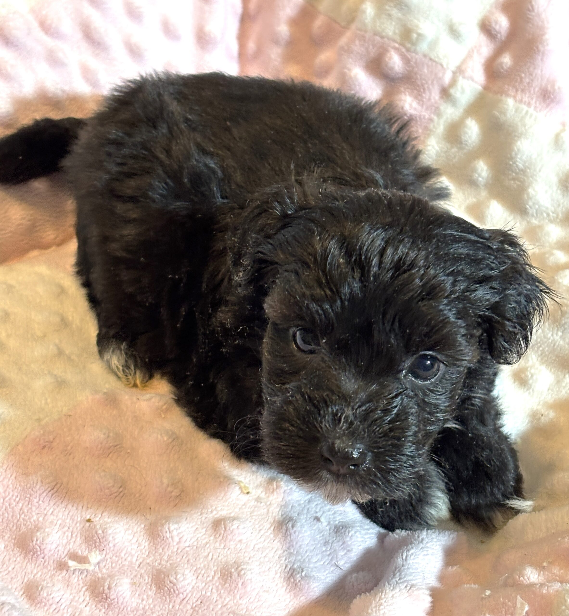 EBONY – Chonzer (Bichon / Schnauzer Mix)