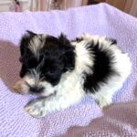 THOR – Chonzer (Bichon / Schnauzer Mix)