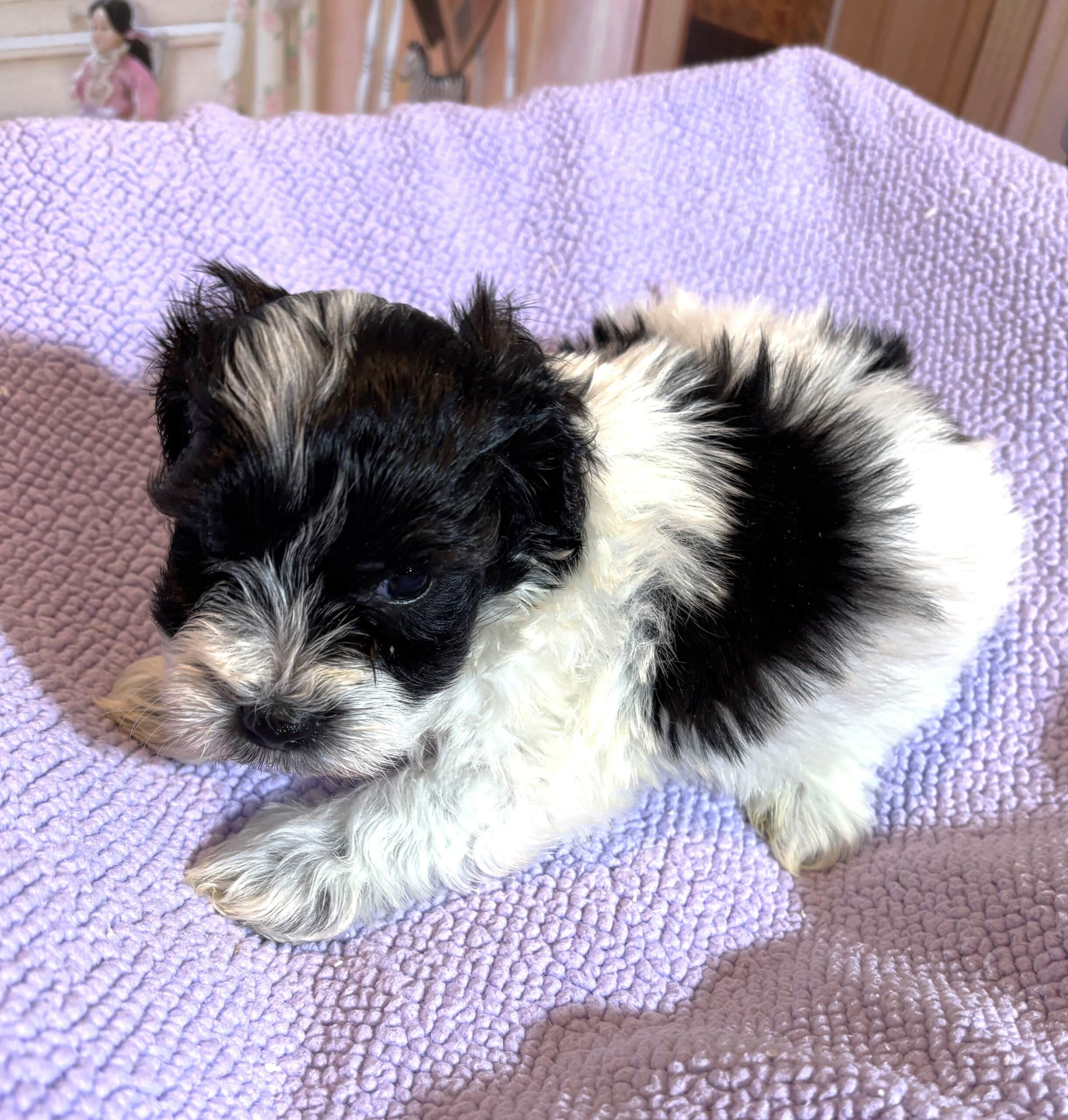 THOR – Chonzer (Bichon / Schnauzer Mix)