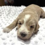 HONEY – Schnoodle Ready for Love!!