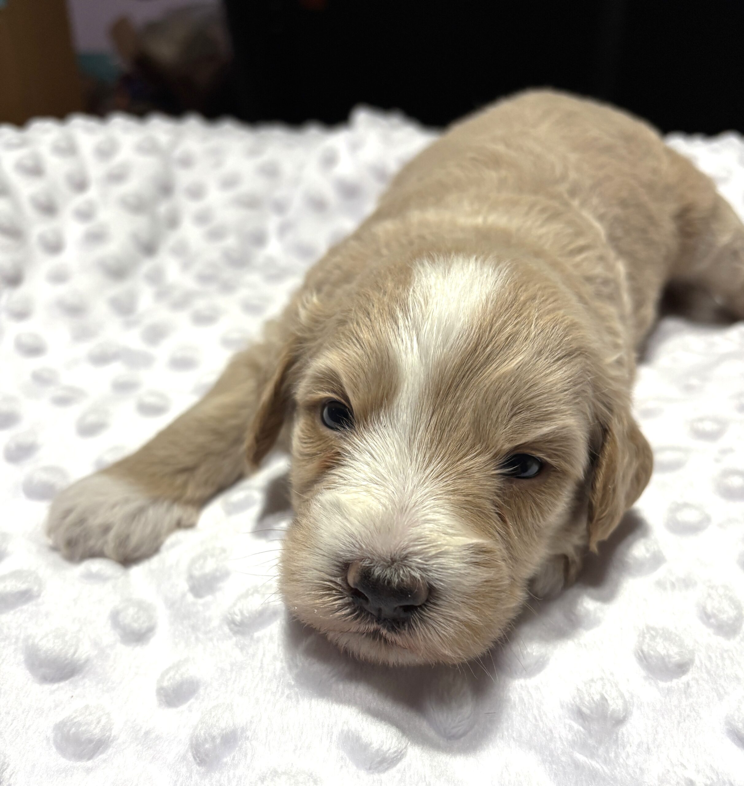 HONEY – Schnoodle Ready for Love!!