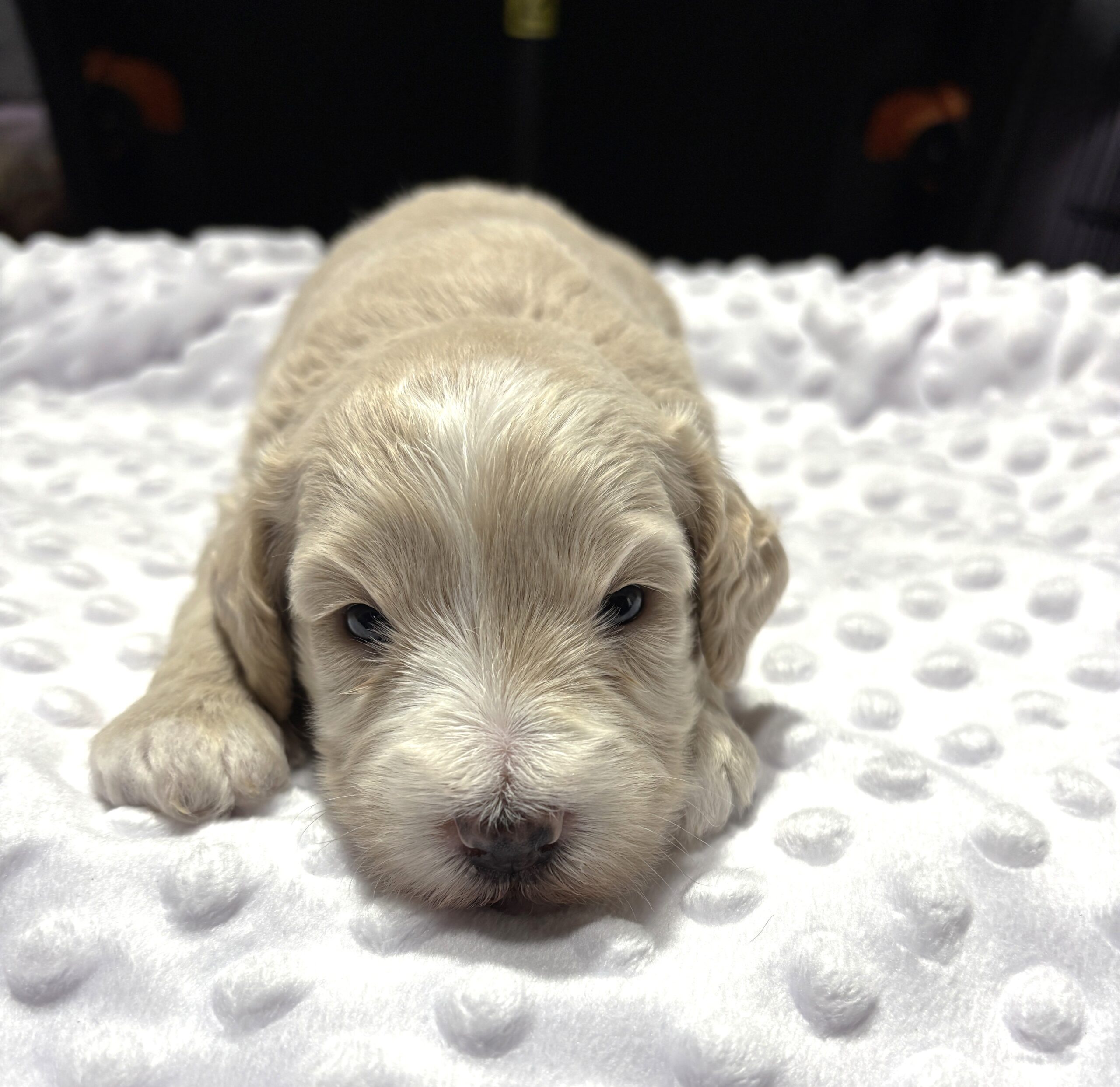 ISABELLE – Schnoodle – Ready to Be Your Best Friend!!