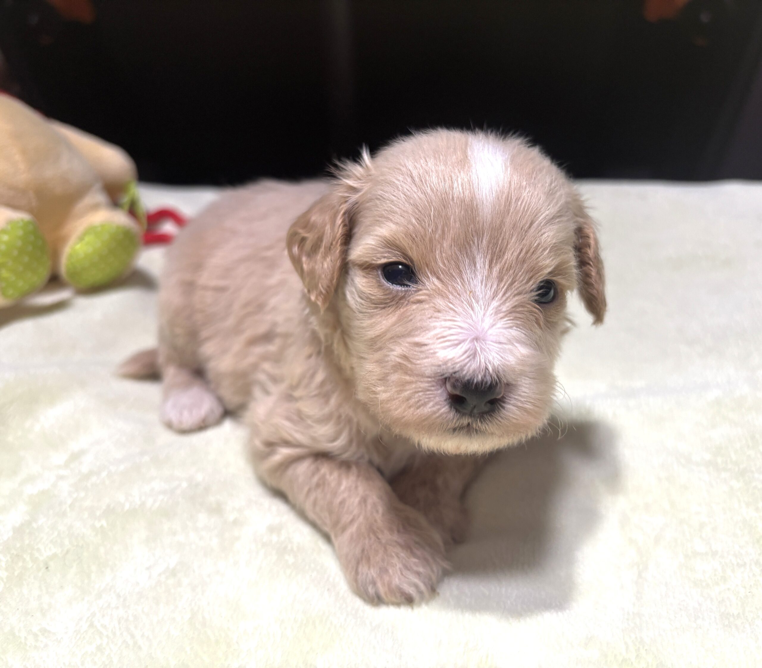 MYLES – Schnoodle – Cuteness That Stacks Up!!