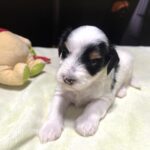 NIKKO – Schnoodle – Love At First Paw!