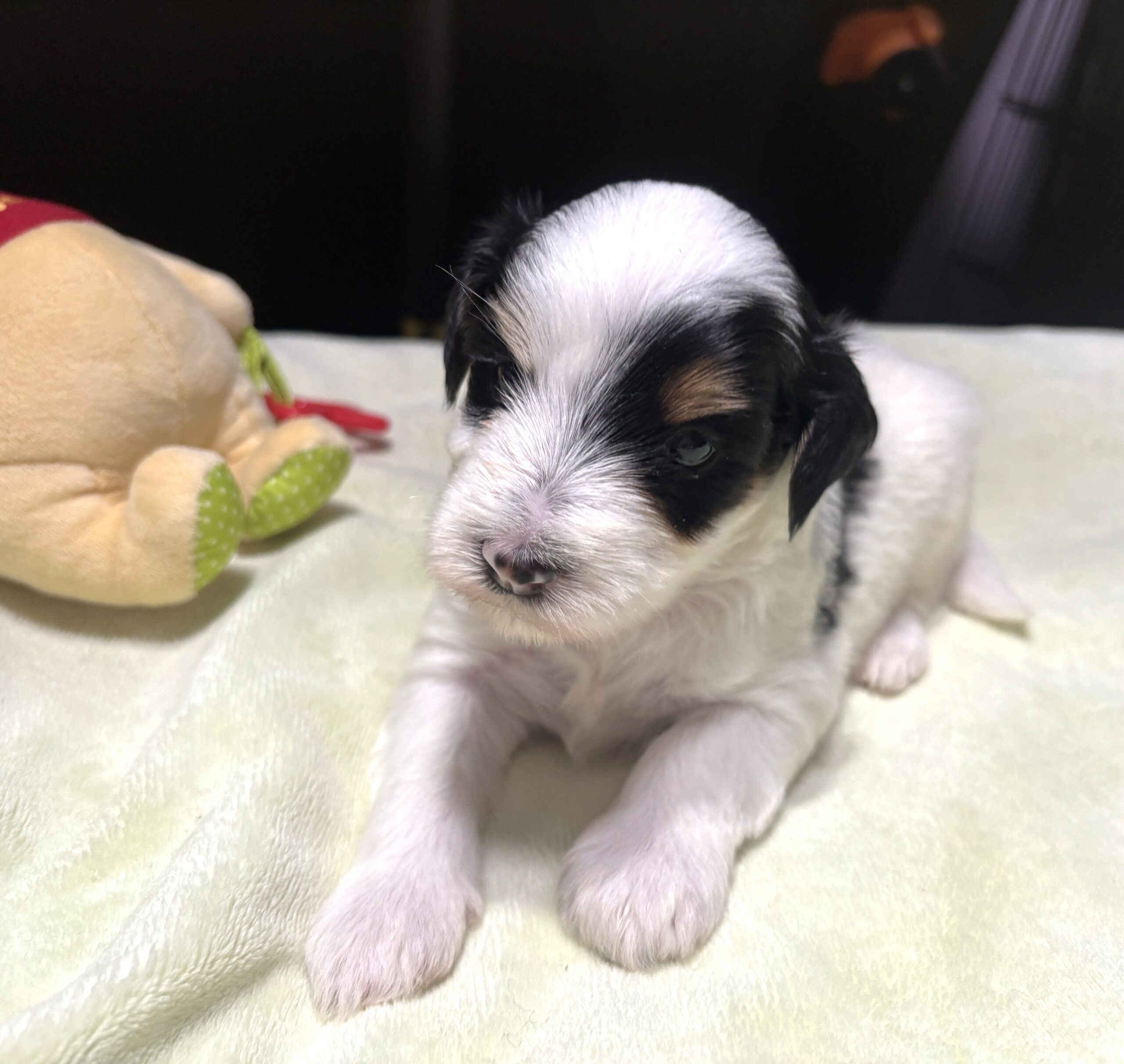 NIKKO – Schnoodle – Love At First Paw!
