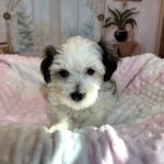 SANDY – Chonzer (Bichon / Schnauzer mix)