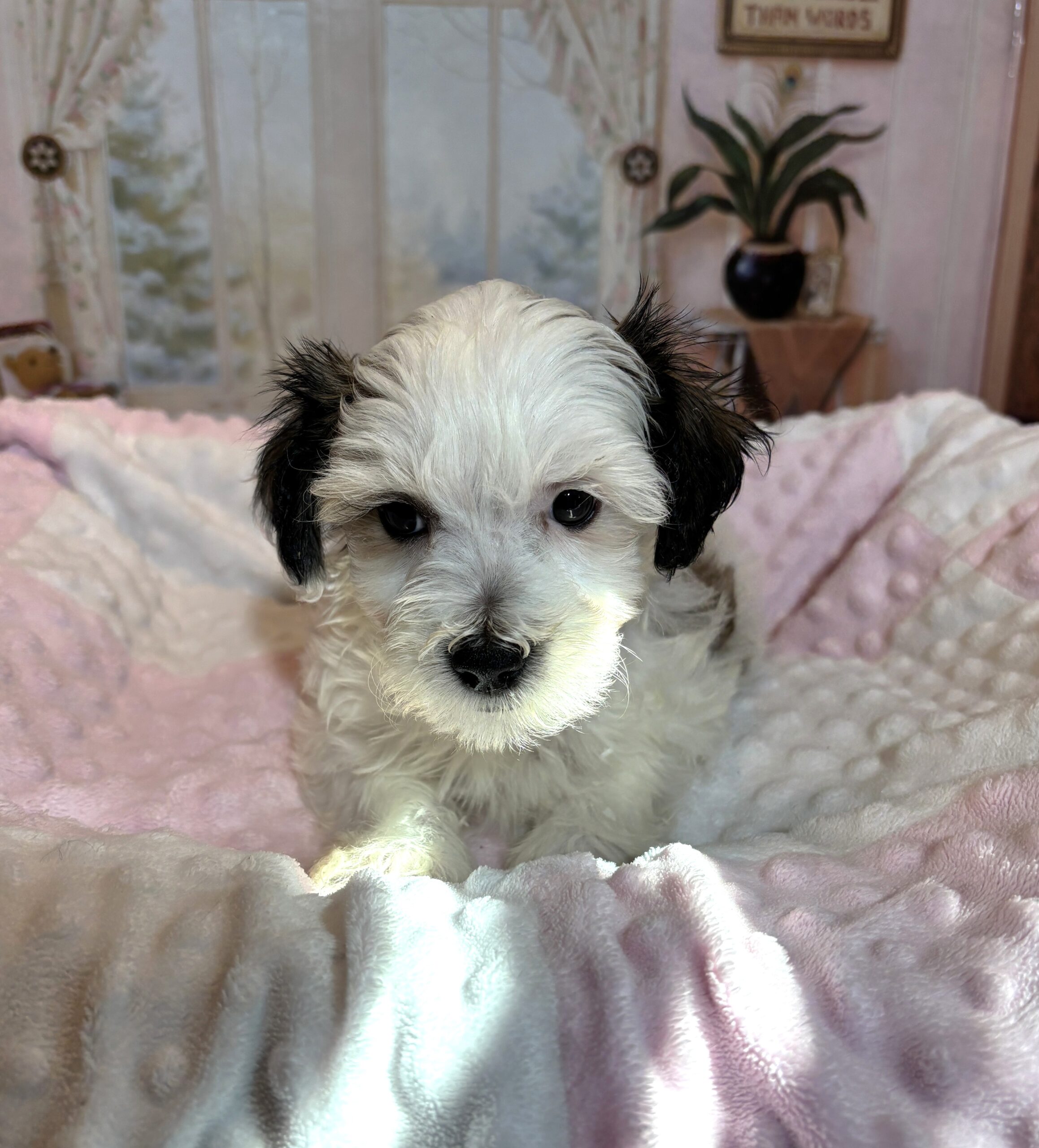 SANDY – Chonzer (Bichon / Schnauzer mix)