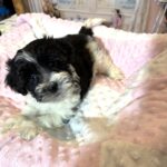 STELLA – Chonzer (Bichon / Schnauzer Mix)